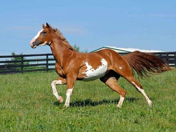 Mơ thấy con ngựa